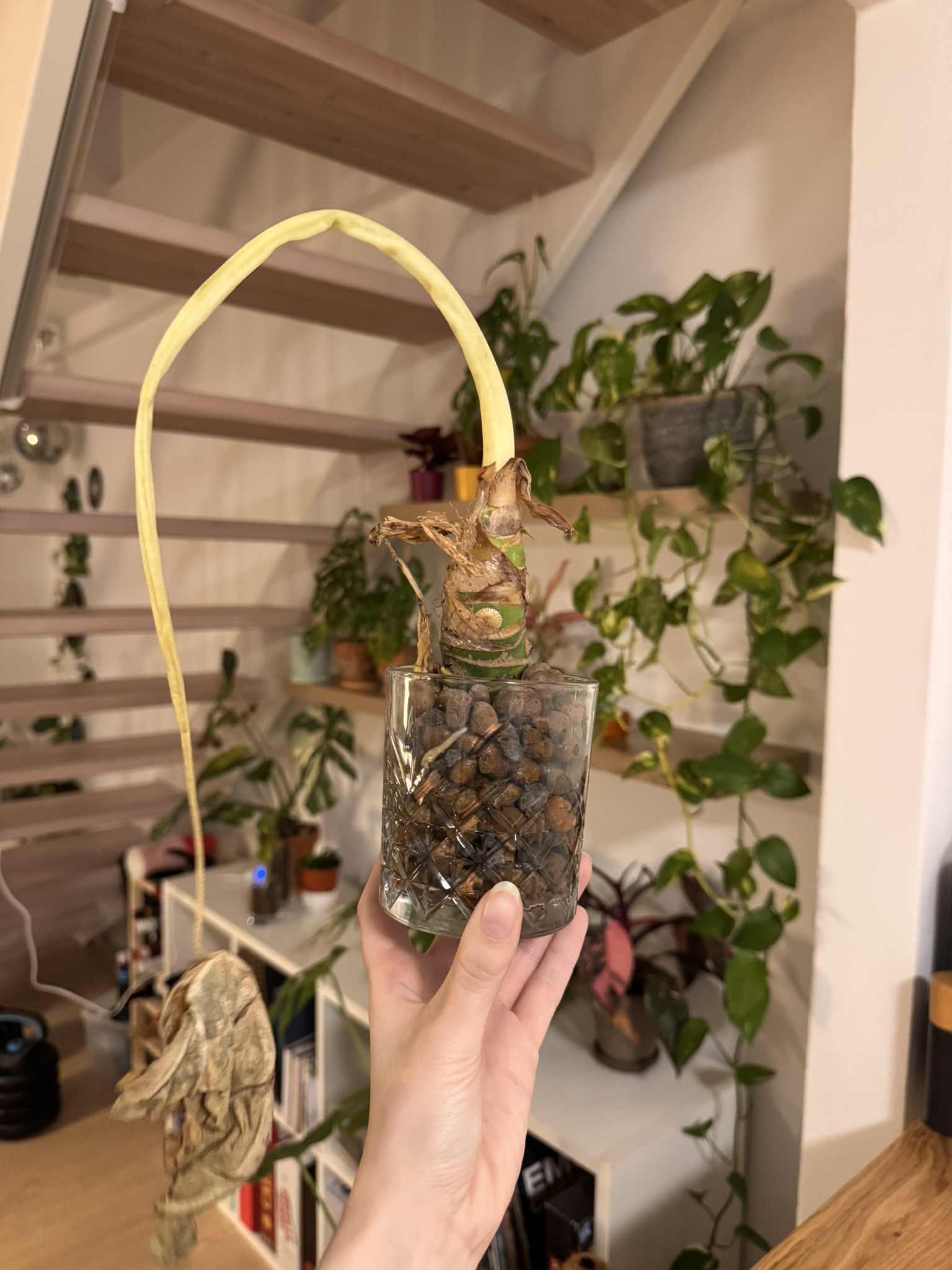 Alocasia Update: Is it dead? header image