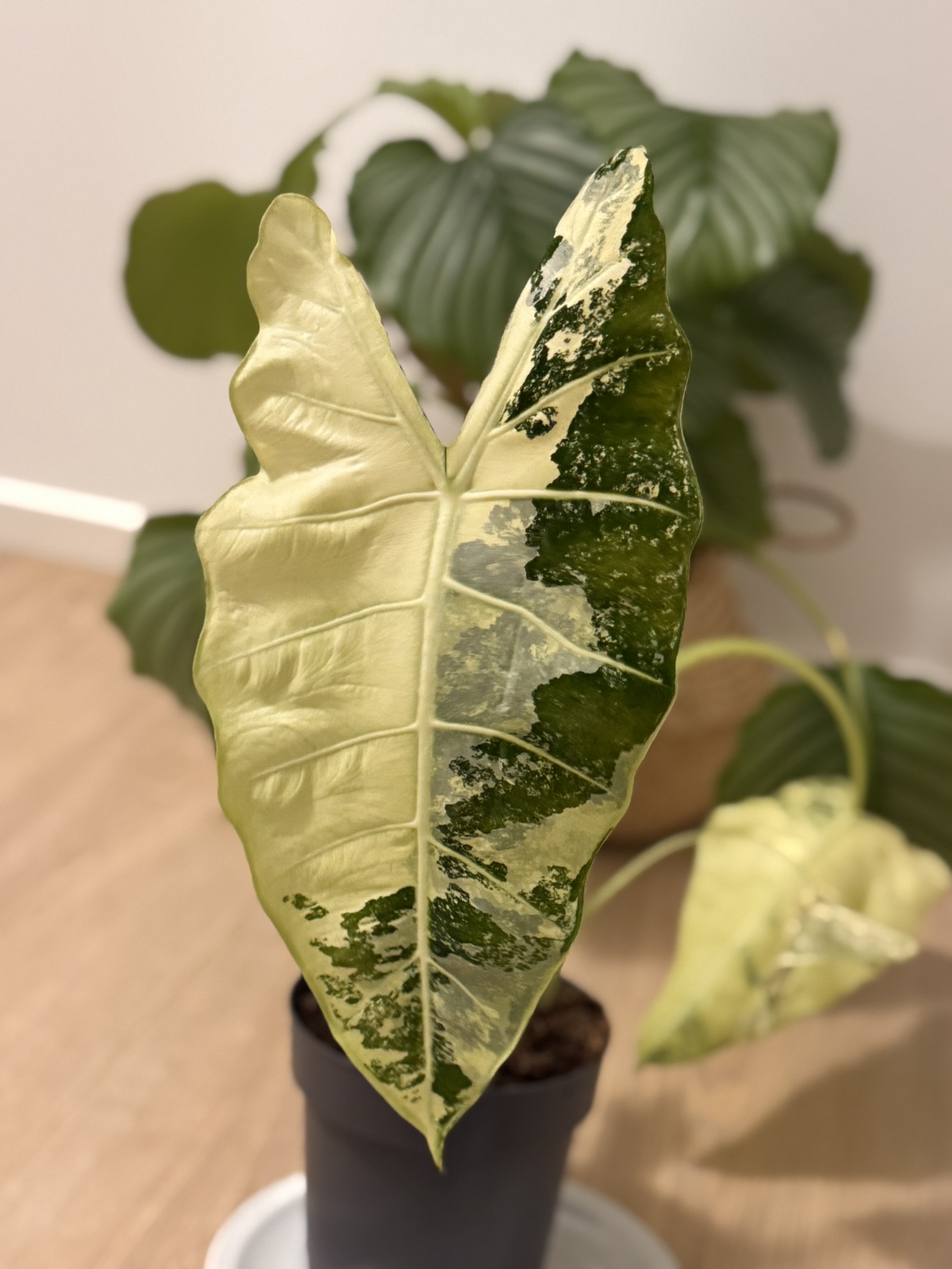 Rescue Mission: Propagating Alocasia Corms header image