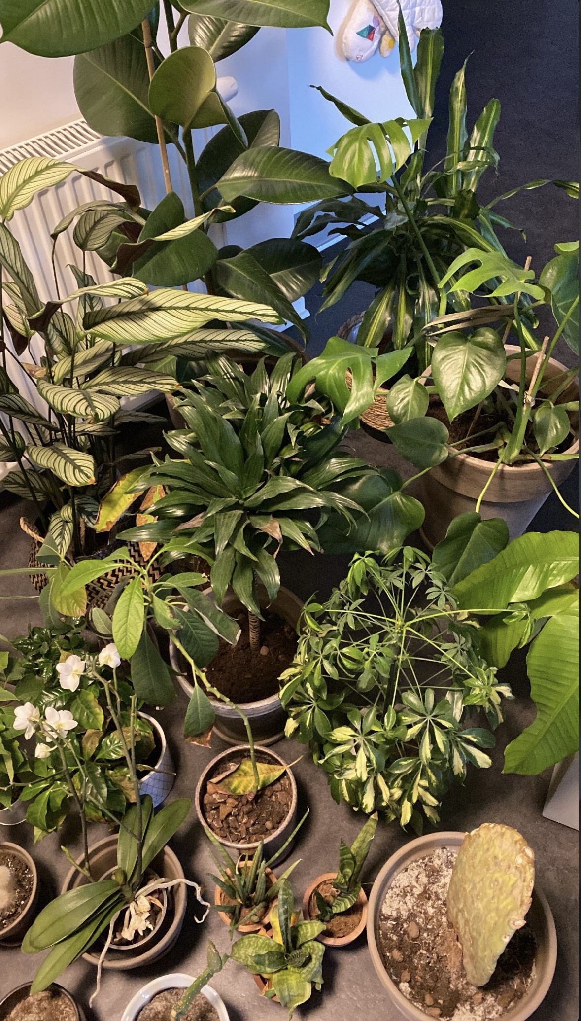 My plant collection after one year
