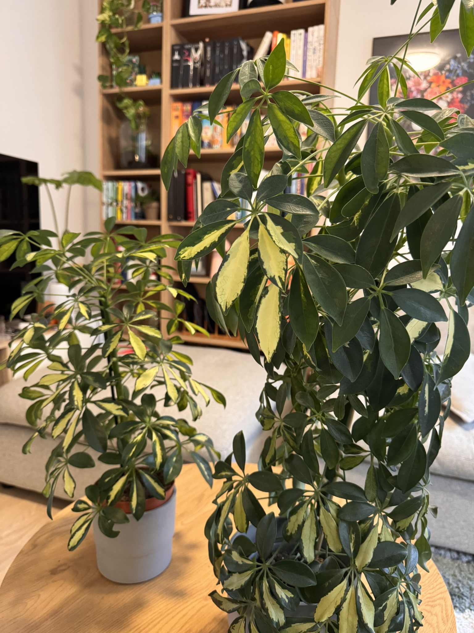 Repotting Essentials & Choosing the Right Soil header image