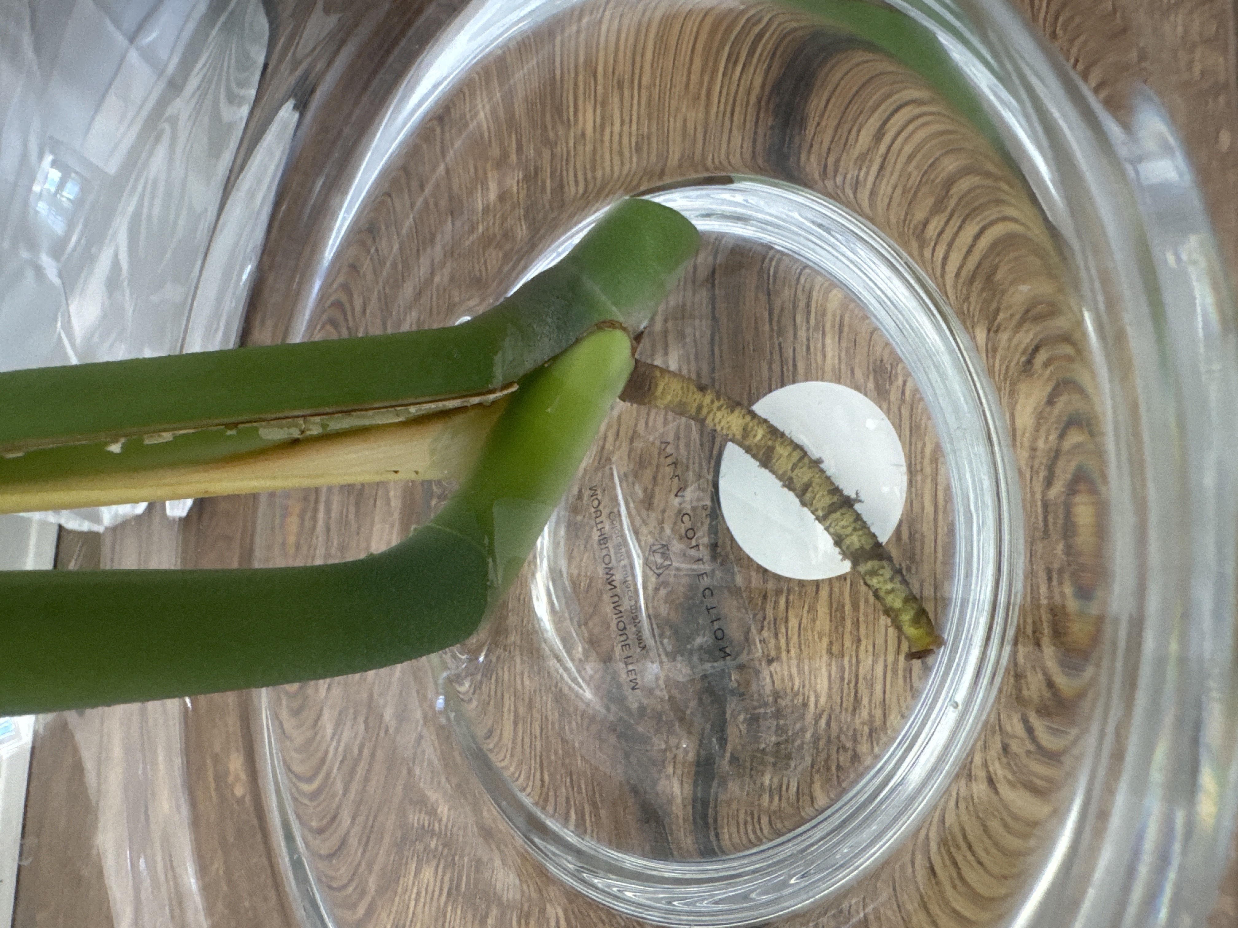Monstera cutting in water