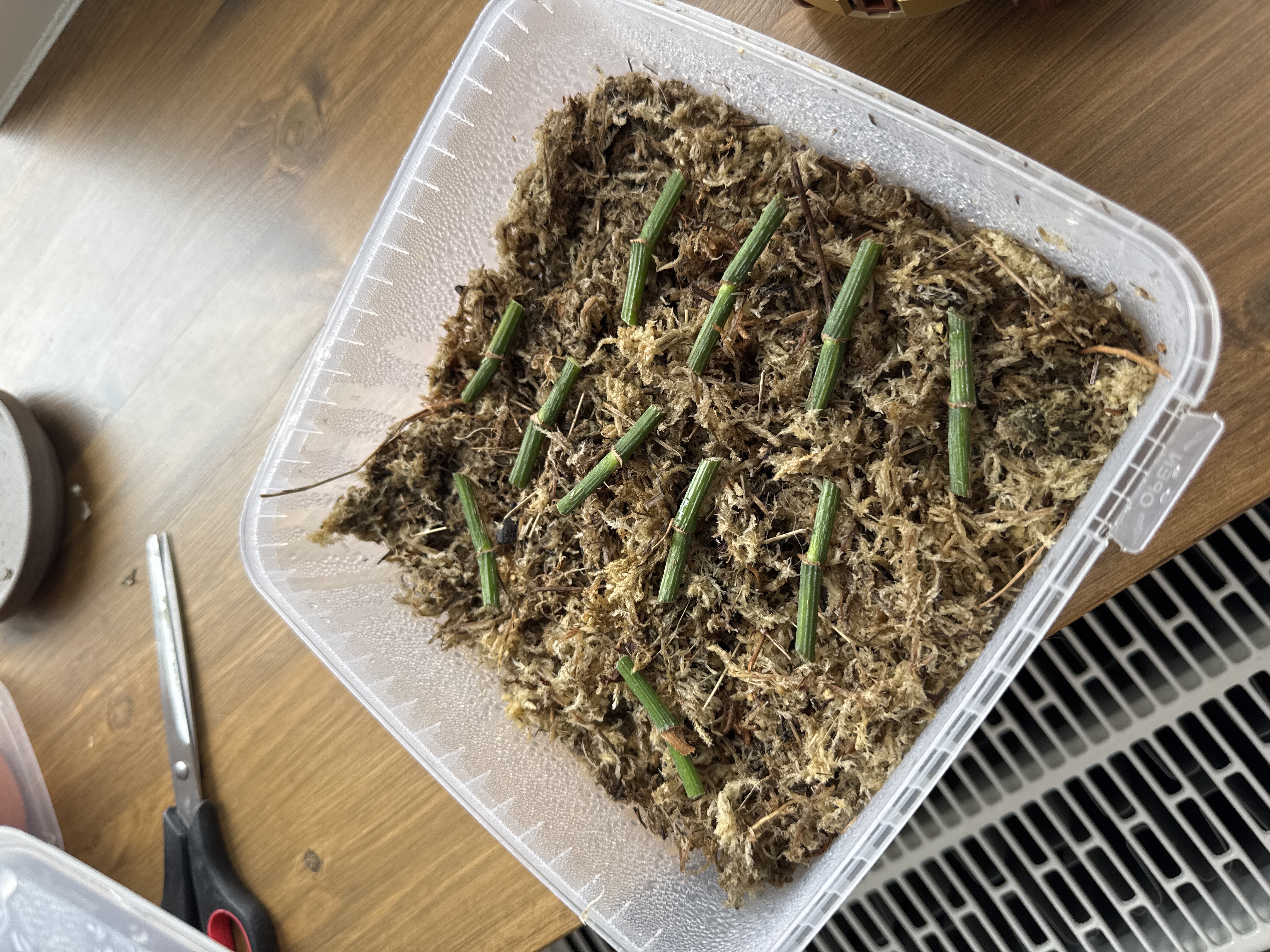 Pothos cuttings in sphagnum moss
