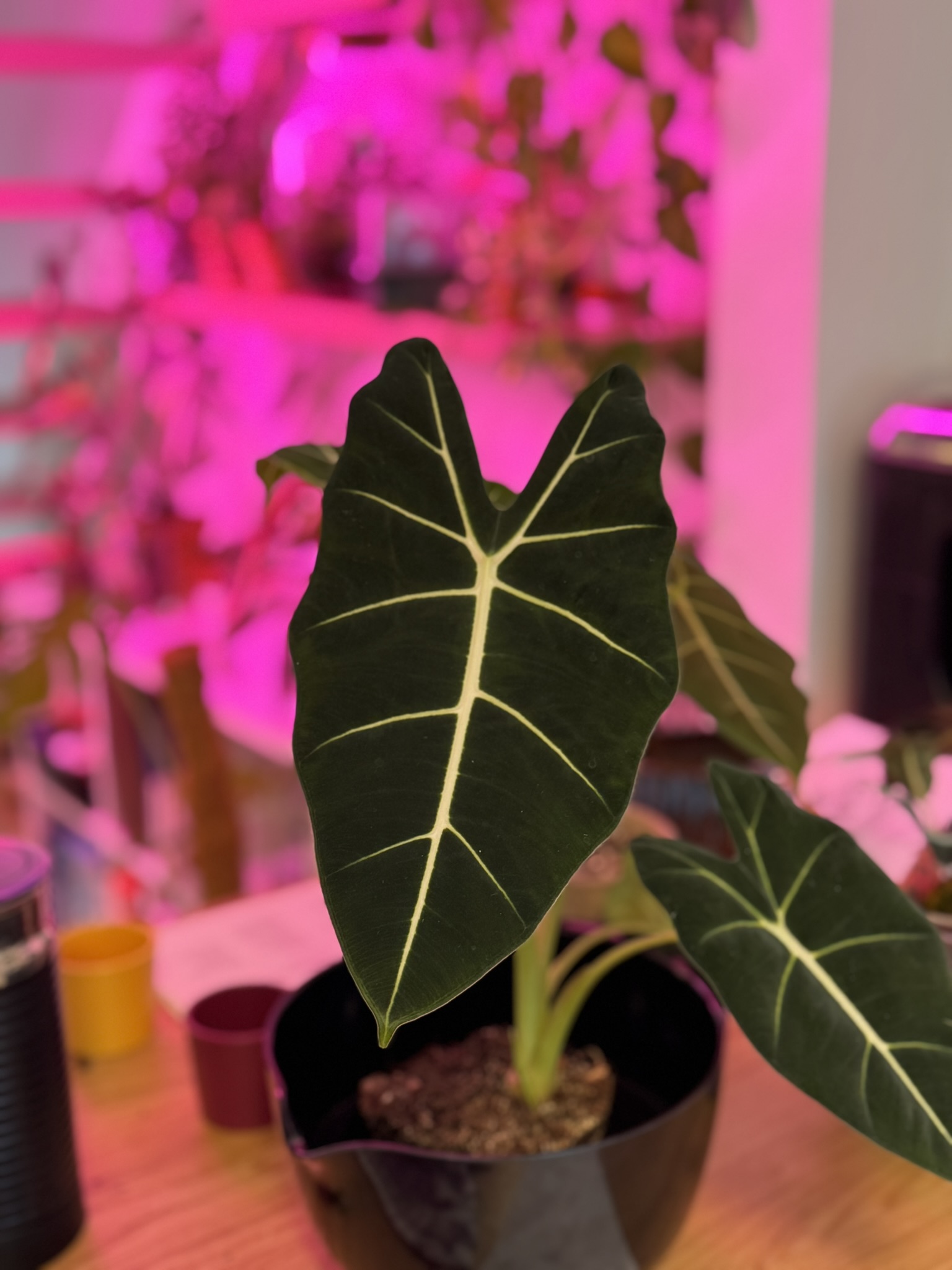 Regular Alocasia with pink grow light glow in the background