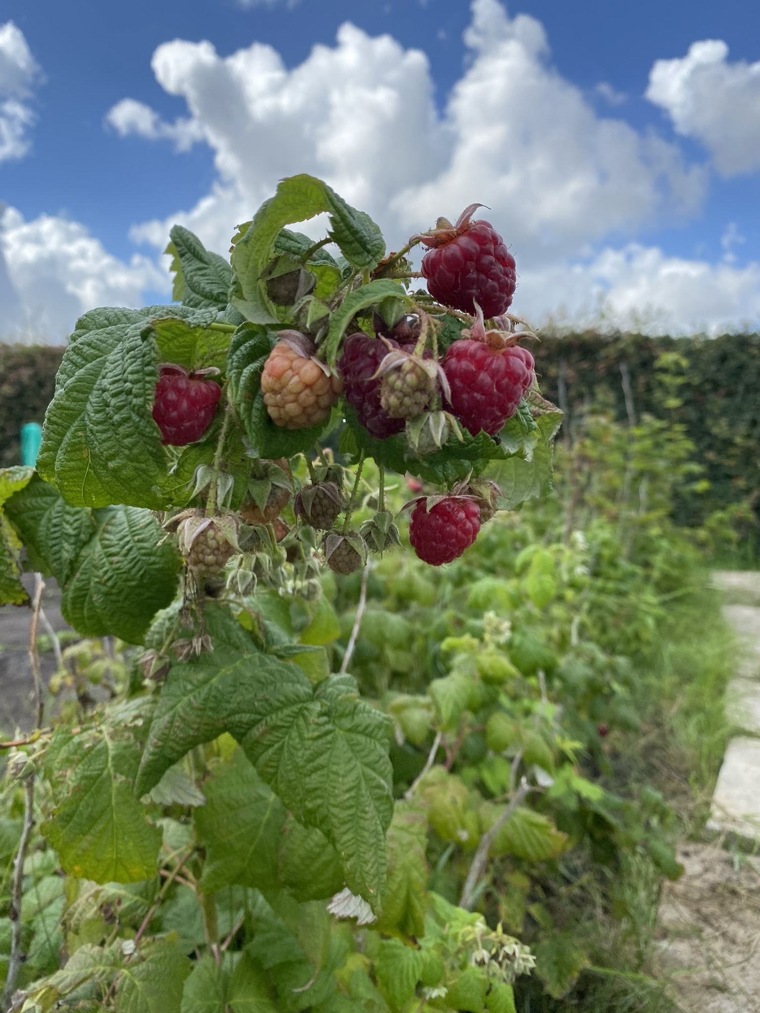 Fresh raspberries from the garden